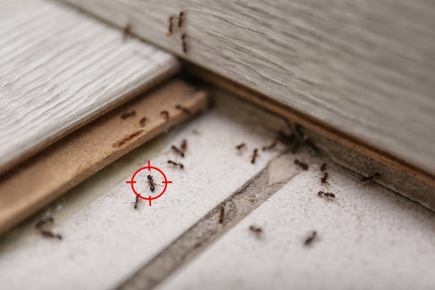 Best Pest Removal Services  in Trenton, FL