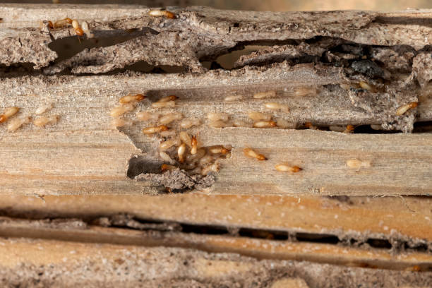  Trenton, FL Pest Control Pros