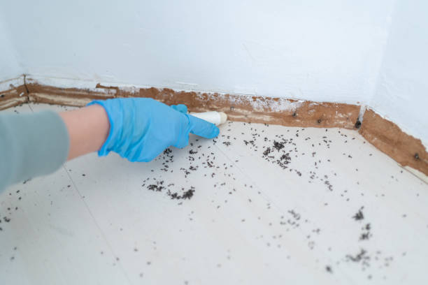Wasp Removal Services in Trenton, FL